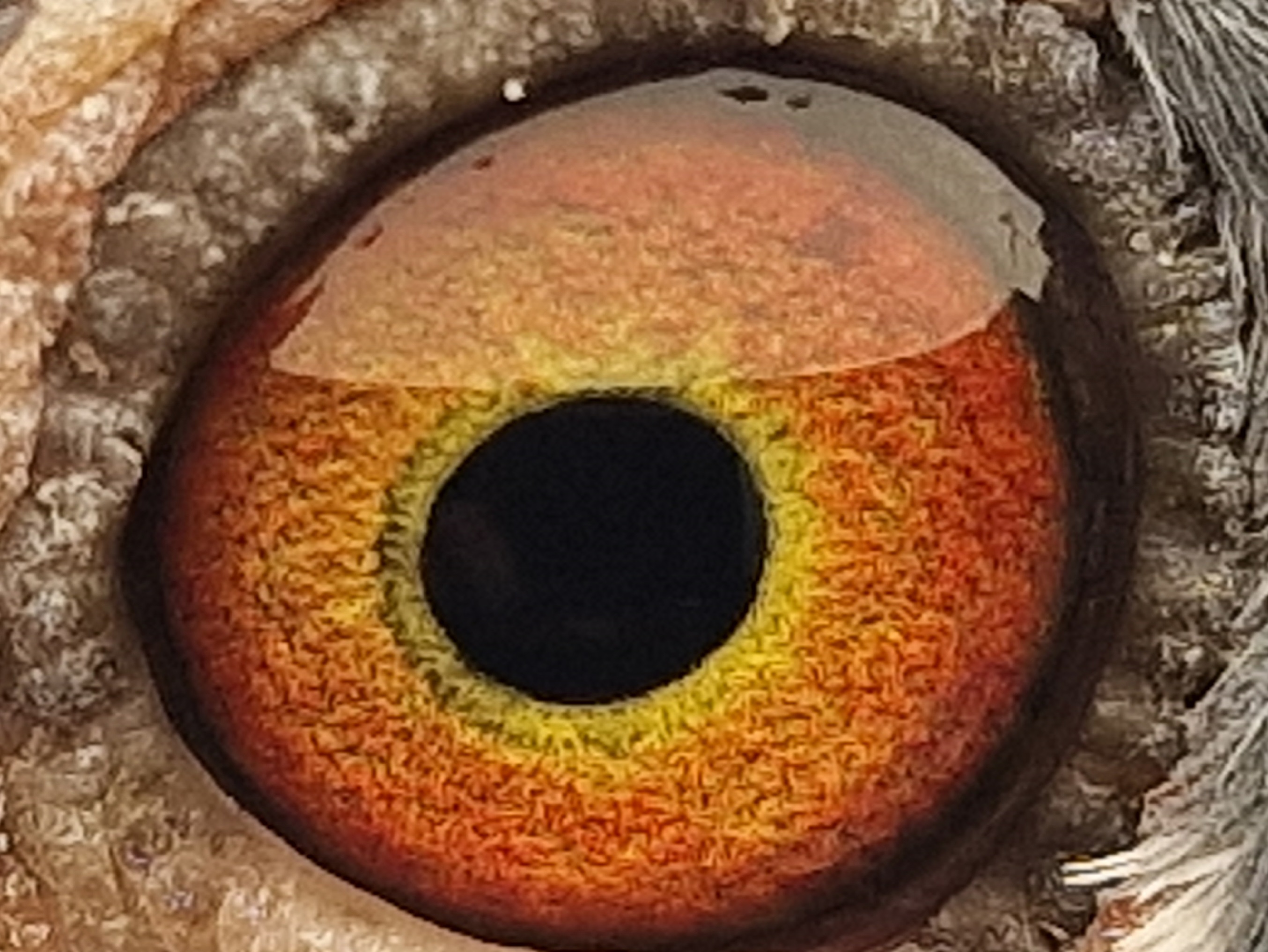 Pigeon eye